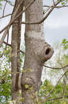 Umbrella tree